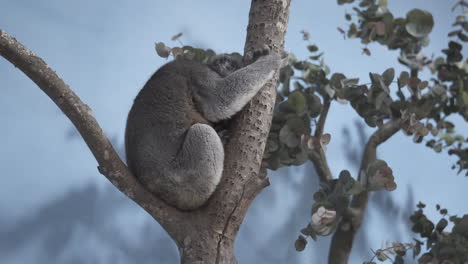 Koala's-rest-on-tree-branch-in-brand-new-enclosure-at-Longleat-Safari-Park