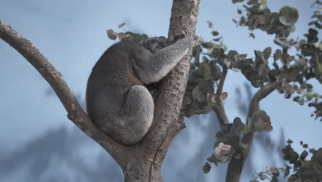 el descanso del koala en la rama de un árbol en un nuevo recinto en el parque safari longleat