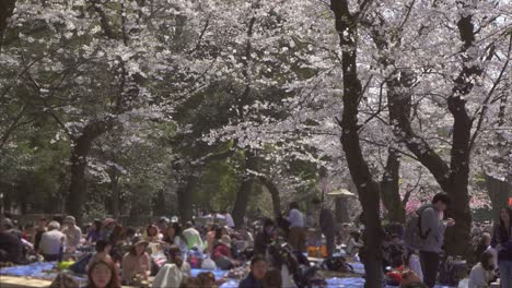 turyści siedzieli pod drzewami sakura