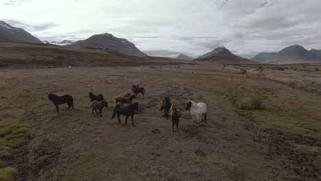 horses looking at camera on field