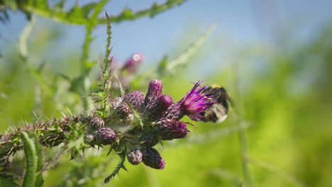 bumblebee on marsh thistle flower on sunny day in nature