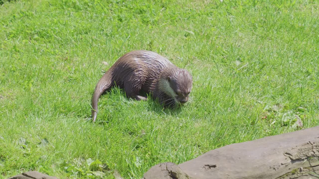 어린 장난스러운 수달 그룹