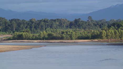 tilt up over gentle tambopata river, small forested island, peru