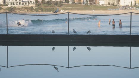 coexistence concept - birds observing people surfing in australia