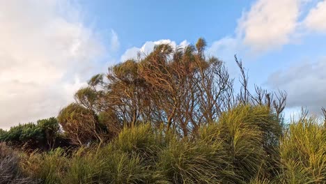 trees swaying in the wind under blue sky