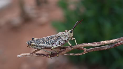 Riesenheuschrecke-In-Simbabwe,-Afrika