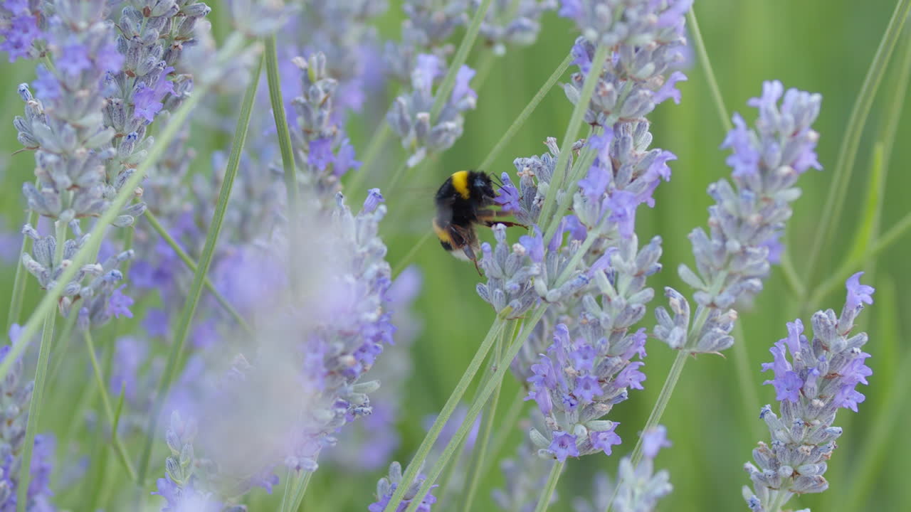 Bumblebee gathering pollen from lavender flowers