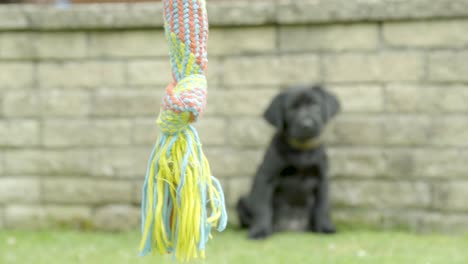 small black labrador waiting in the background in front of a wall to go for the multiple colored braided swinging rope