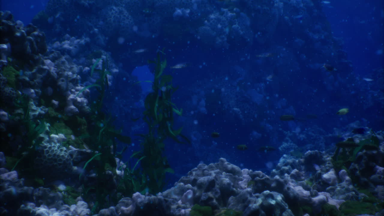 Underwater coral reef habitat with diverse marine life and plants