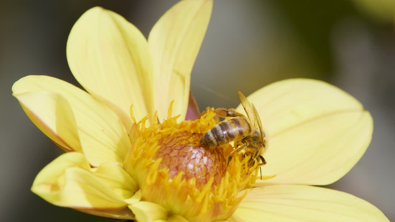 A honey bee gathers pollen from a yellow daisy flower in natural daylight, with close-up macro shots and smooth camera tracking movement