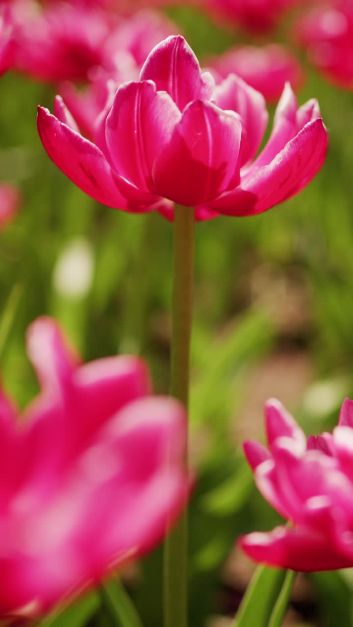 Tulip merah muda cerah bergoyang lembut di ladang yang tersinari matahari. Fokus lembut menonjolkan kelopak bunga yang halus dan batang hijau. Mekar berwarna-warni menciptakan suasana musim semi yang ceria. Ideal untuk desain bunga.