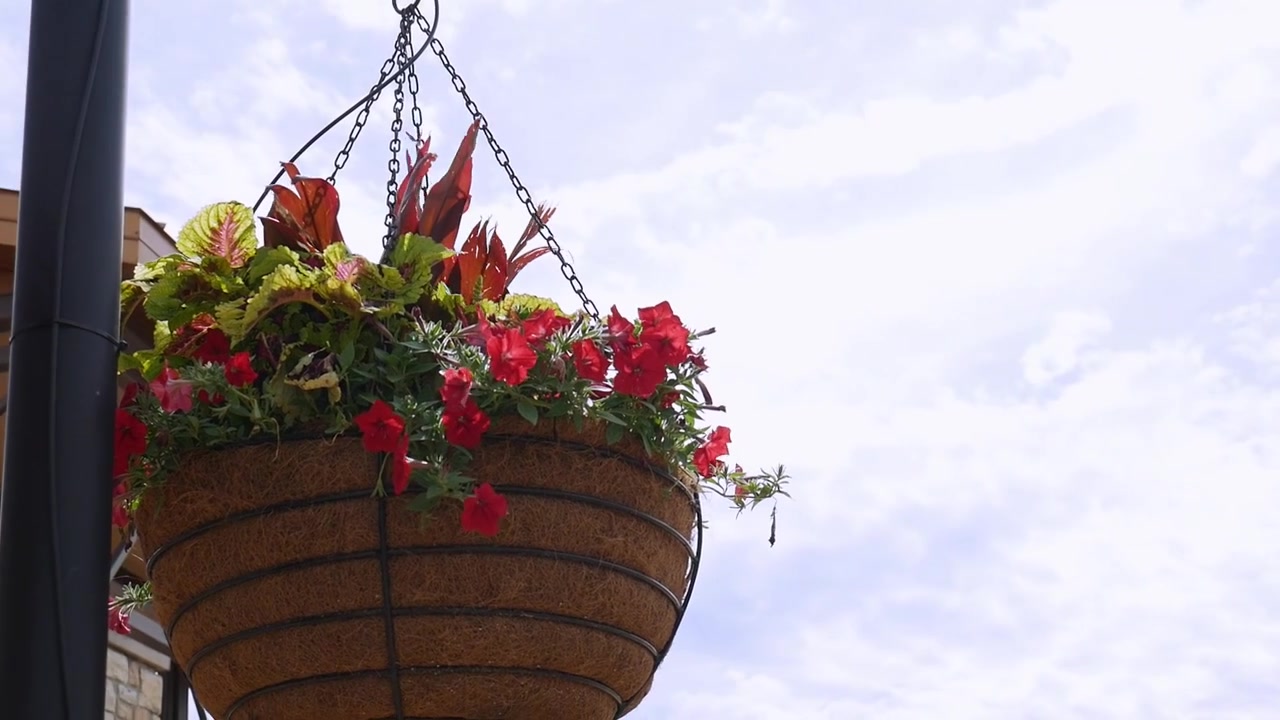 Flower pots hanging on a sunny day.