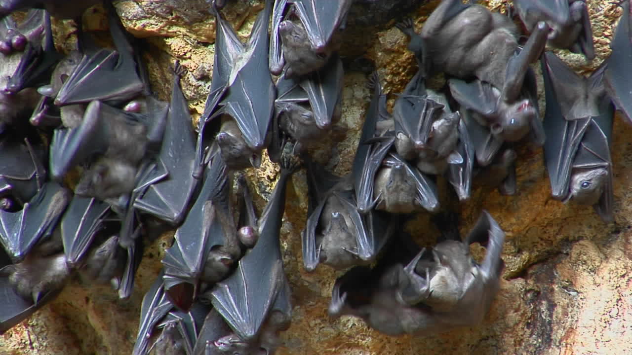 летучие мыши висят на стене в храме пура гоа лавах или храме в пещере летучих мышей в индонезии
