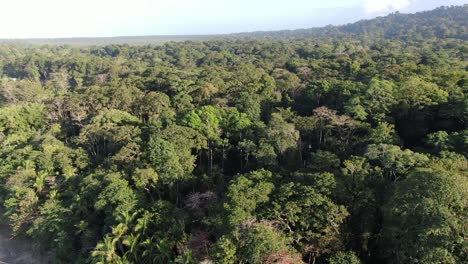 Costa-Rica-beach-drone-view-showing-a-shore-forest-with-a-vertical-lift-on-a-sunny-day