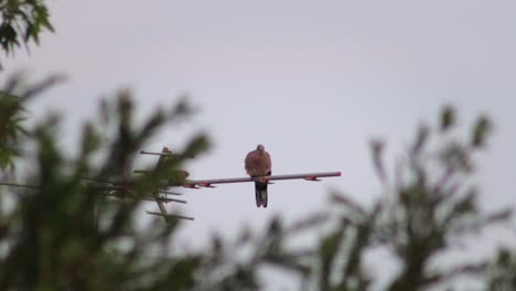 spotted dove bird perched on tv aerial, sunset slight breeze, maffra, gippsland, victoria, australia