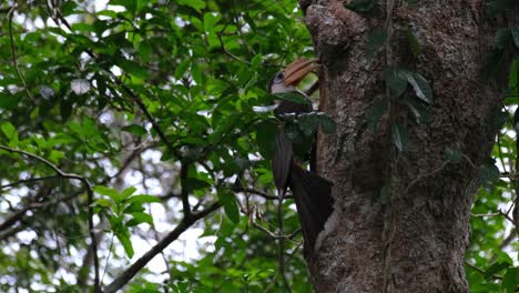 Cálao-Marrón-De-Austen,-Anorrhinus-Austeni,-Parque-Nacional-De-Khao-Yai