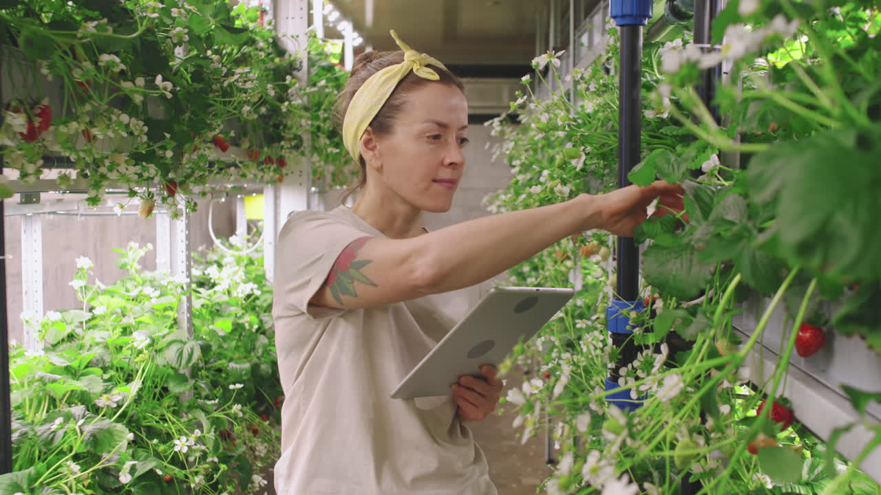 Woman using tablet in hydroponic strawberry farm