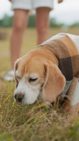 primer plano de un perro envuelto en una manta a cuadros olfateando la hierba en el campo con las piernas borrosas de una persona de pie cerca, los tonos cálidos y naturales crean una atmósfera al aire libre acogedora y pacífica