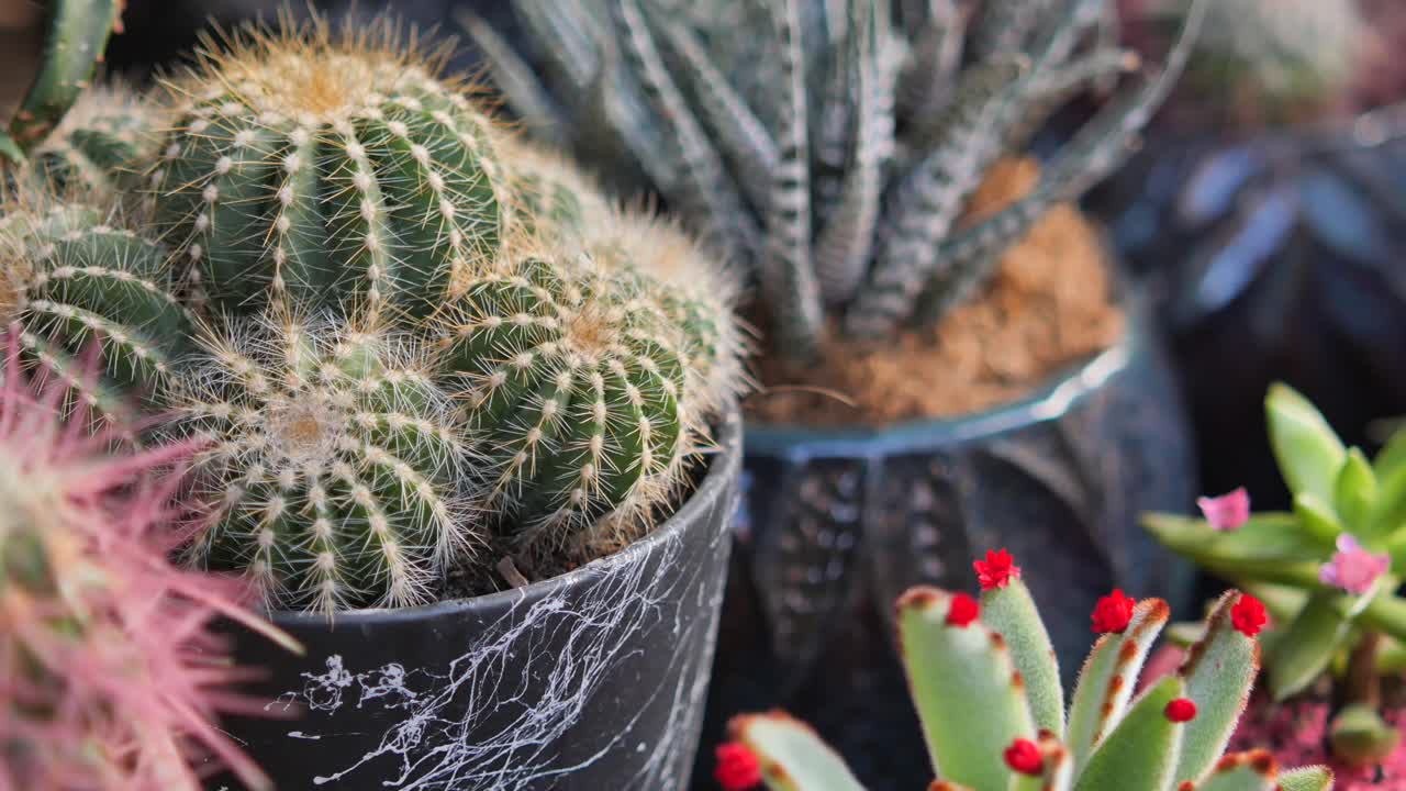 Cactus and Succulent Arrangement