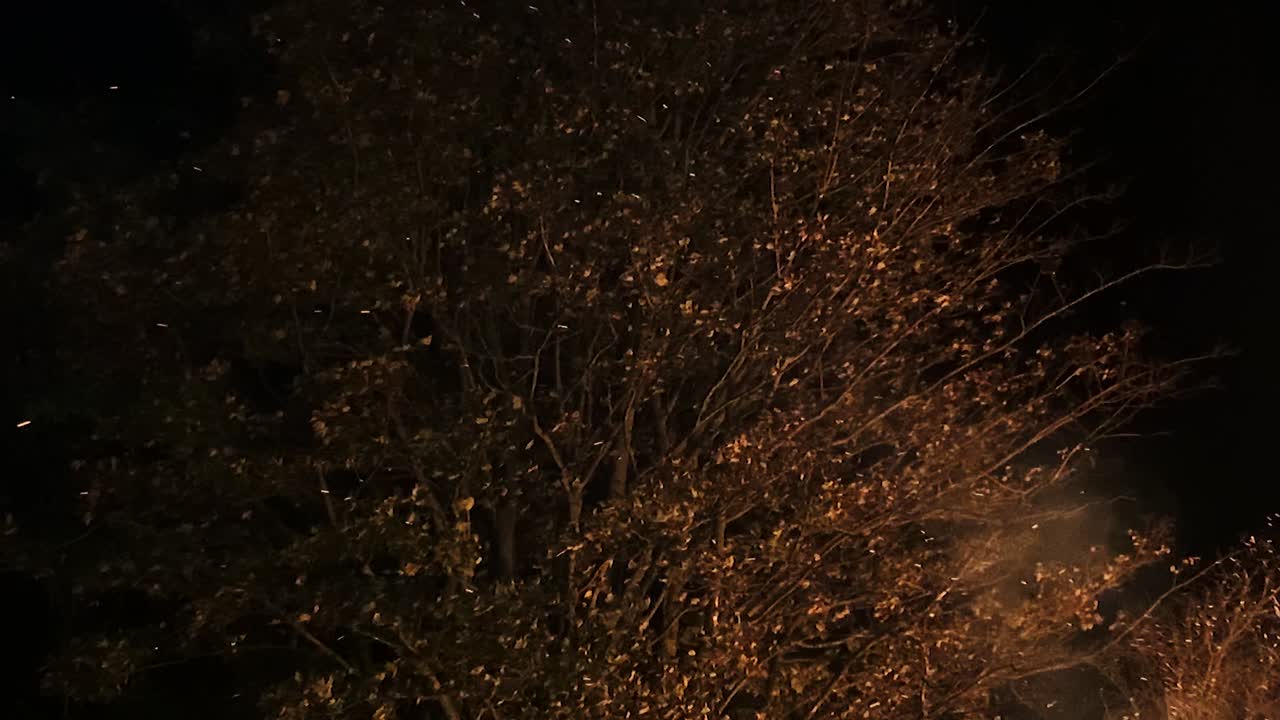 Fiery bonfire embers floating past large illuminated tree on dark night