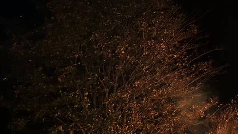 fiery bonfire embers floating past large illuminated tree on dark night