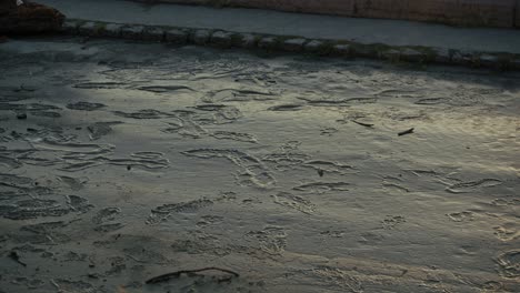 footprints in dried mud left by receding floodwaters on a riverside path, budapest, hungary