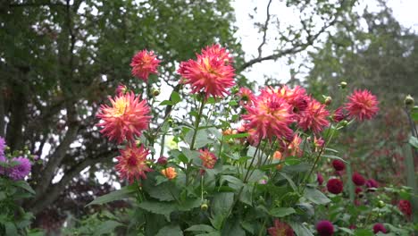 Kamerafahrt-Von-Leuchtend-Rosa-Dahlien-Im-Herbst