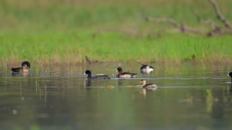 the tufted duck or tufted pochard with little grebe and other ducks in wetland in morning