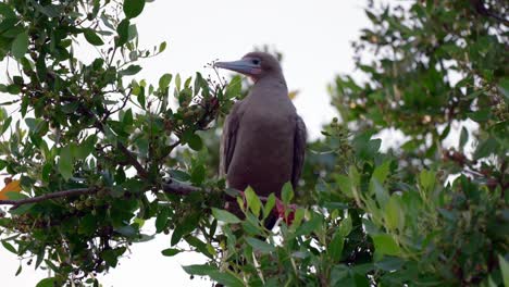 Un-Piquero-Adulto-De-Patas-Rojas-De-Morfo-Oscuro-Se-Sienta-En-La-Rama-De-Un-árbol-En-Pequeño-Caimán-En-Las-Islas-Caimán