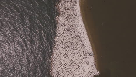 overhead circling drone view showing entire curved island populated by cormorants