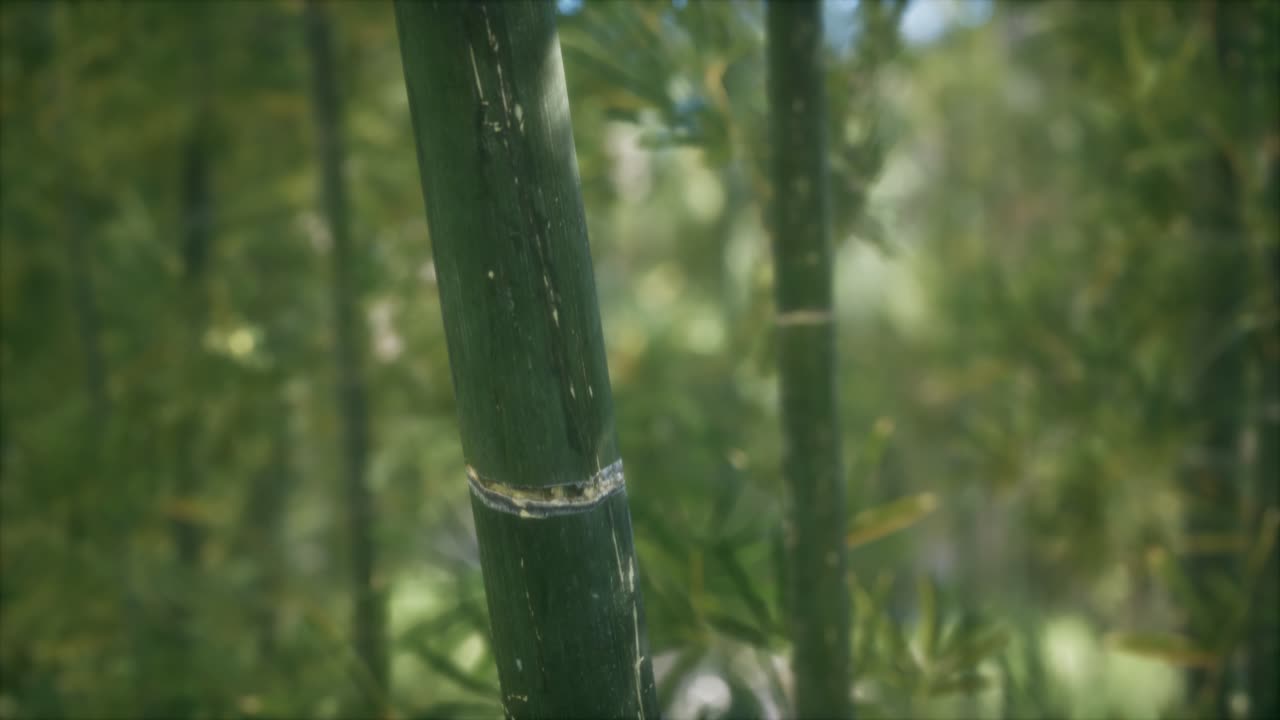 fondo de bosque de árboles de bambú verdes