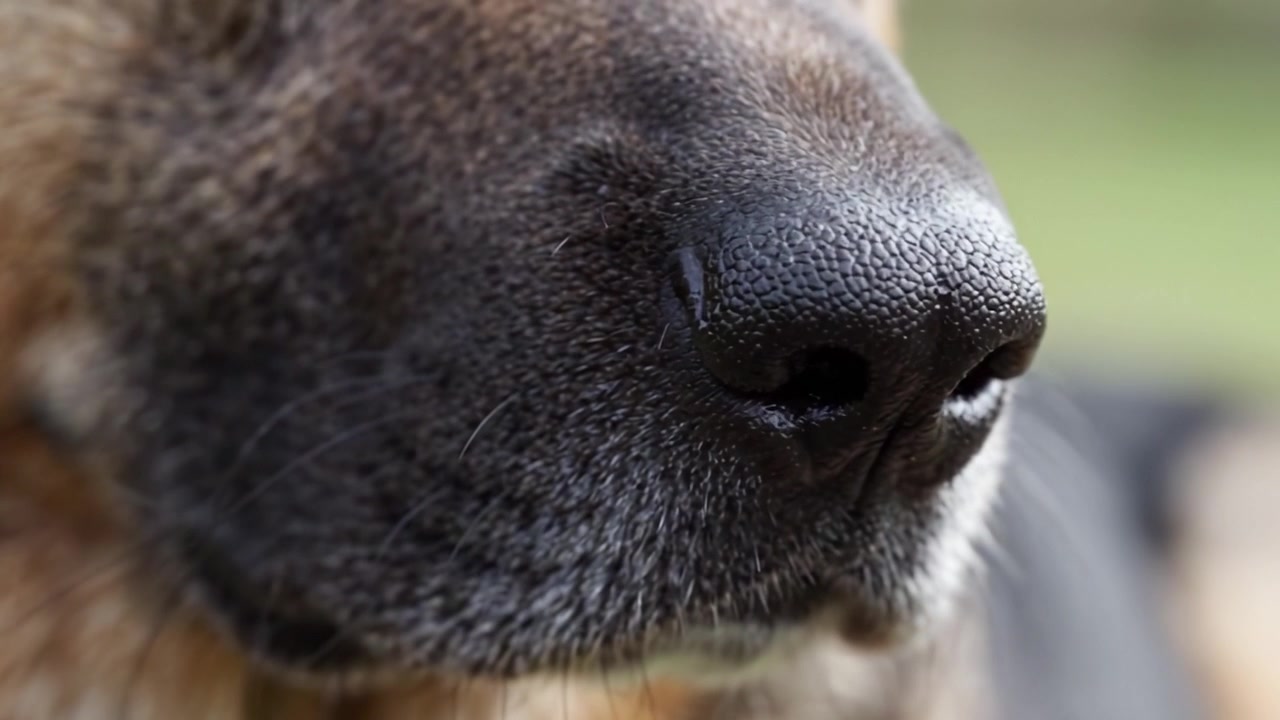 Primer plano de la nariz de un perro, capturando textura y detalles intrincados en un entorno natural al aire libre, resaltando características únicas de la anatomía canina