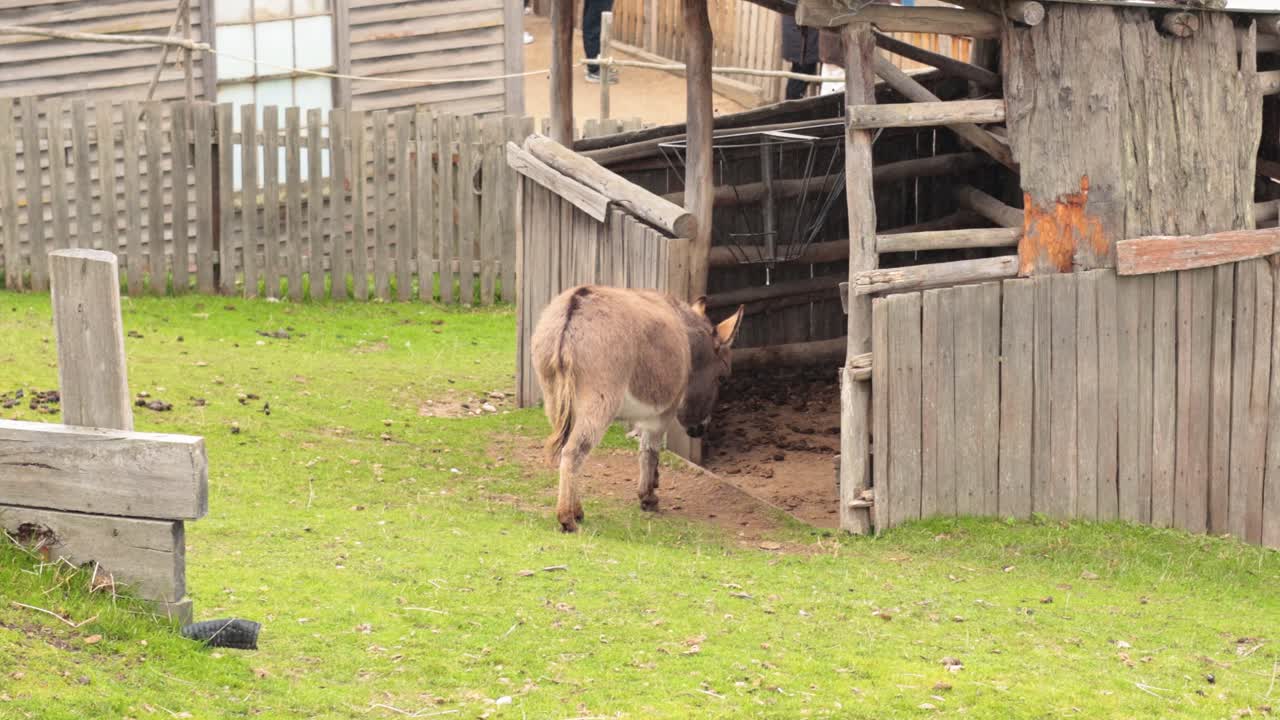당나귀가 나무로 만든 터로 들어갑니다.