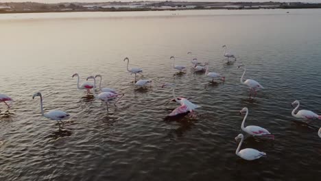 Grupo-De-Hermosos-Flamencos-Rosados-Vadeando-Durante-La-Puesta-De-Sol-En-La-Reserva-De-Vendicari,-Sicilia,-Italia