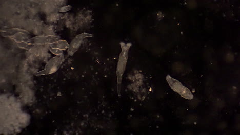 Mikroskopisch-Kleine-Rädertierchen-Bewegen-Sich-Und-Filtern-Futter
