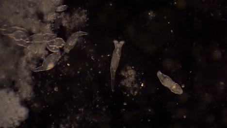 microscopic rotifers move about and filter feed