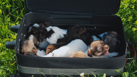 A-Suitcase-Full-Of-Little-Jolly-Puppies-Lies-On-The-Green-Grass