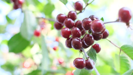 primer plano de cerezas maduras en una rama de árbol