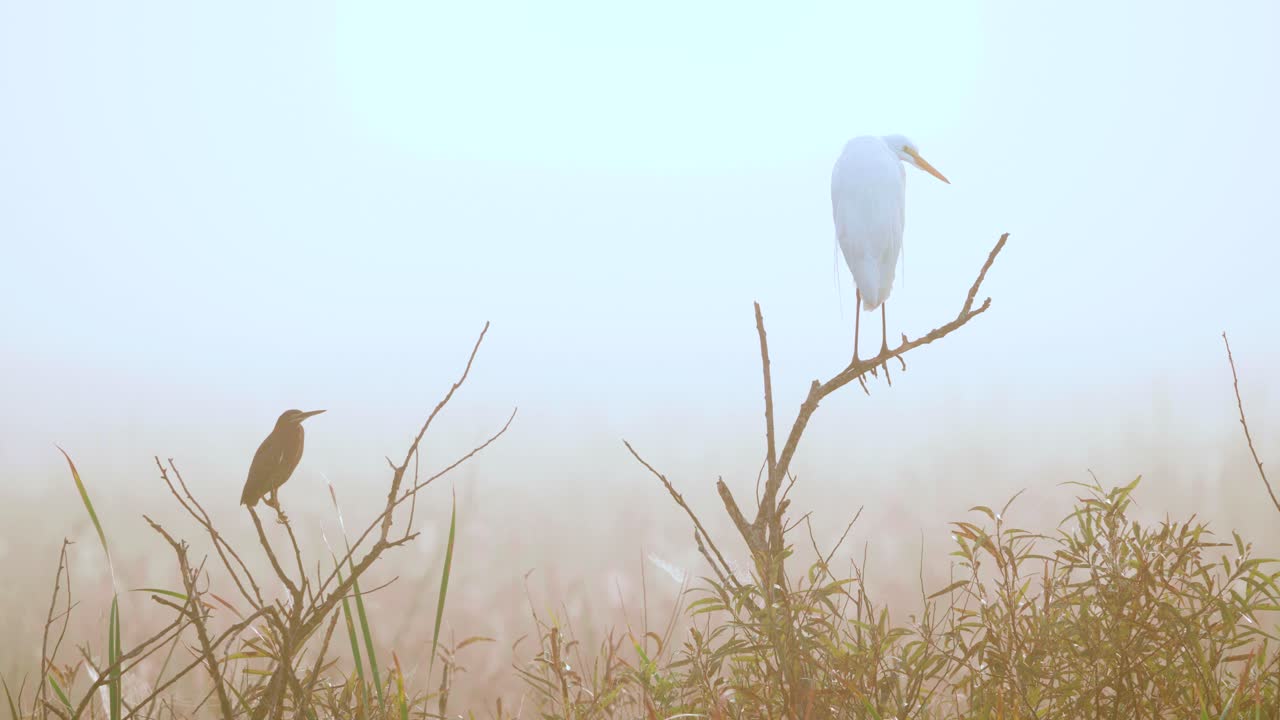 garceta blanca y garza verde encaramadas en ramas en una mañana nublada en el pantano