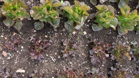 lettuce plants growing and changing over time.