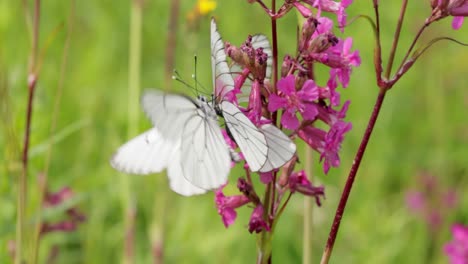 mating of butterflies. butterfly aporia crataegi, the black-veined white, is a large butterfly of the family pieridae