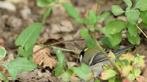 japanese tit close-up, parus minor foraging on grassy ground with fallen autumn leaves