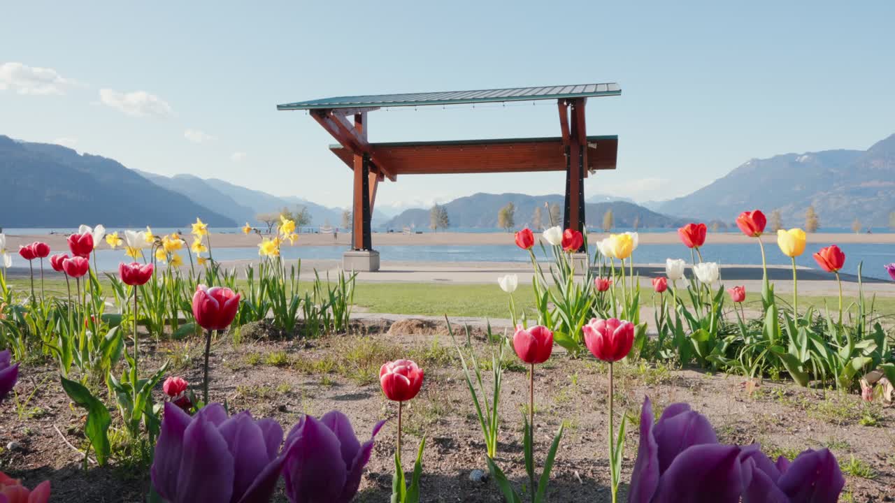 Kanada, British Columbia’da güneşli bir ilkbahar gününde Harrison Gölü’nde açan renkli laleler ve arka planda dağlar