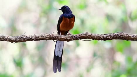 White-rumped-Shama-Perched-on-a-Vine-with-Forest-Bokeh-Background,-Copsychus-malabaricus,-in-Slow-Motion