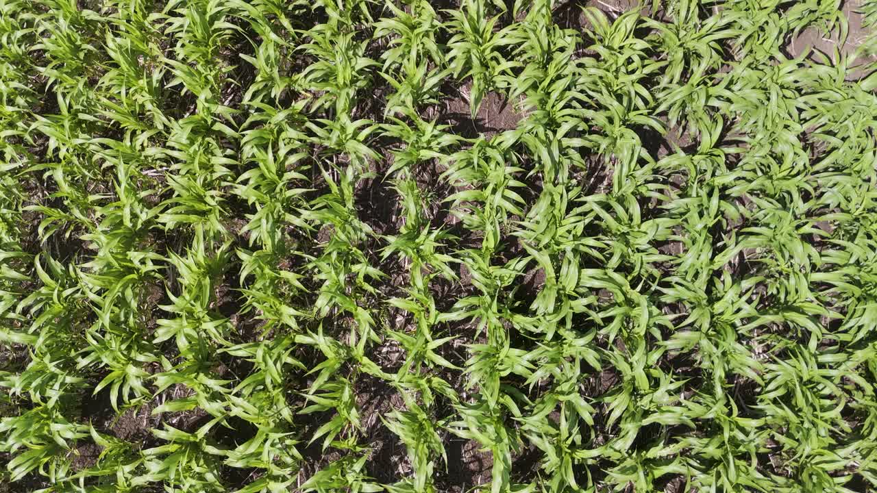 el avión no tripulado captura exuberantes campos de caña de azúcar y maíz