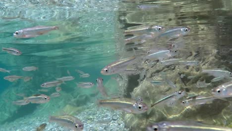 swarm of small fish swimming in all directions in macedonian lake ohrid in southern europe