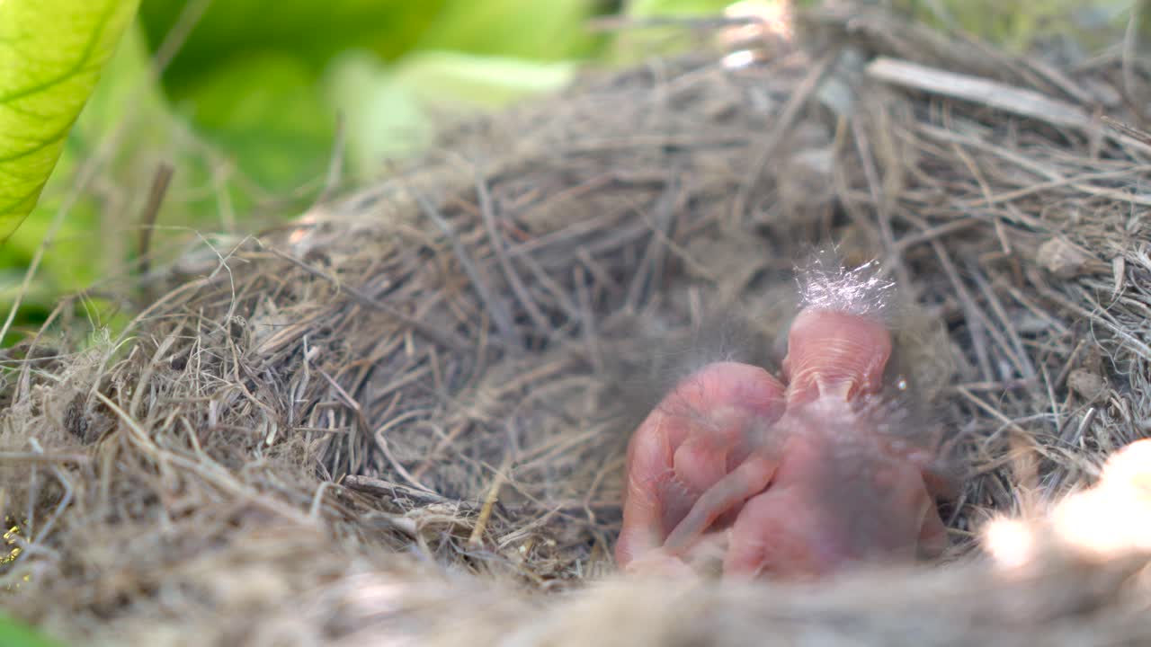 Two newborn birds in a nest