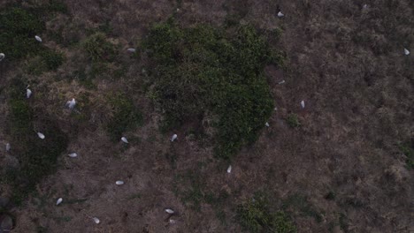 Vista-Aérea-De-Gaviotas-Sentadas-Y-Volando-Sobre-La-Isla-Cook-En-Nsw,-Australia