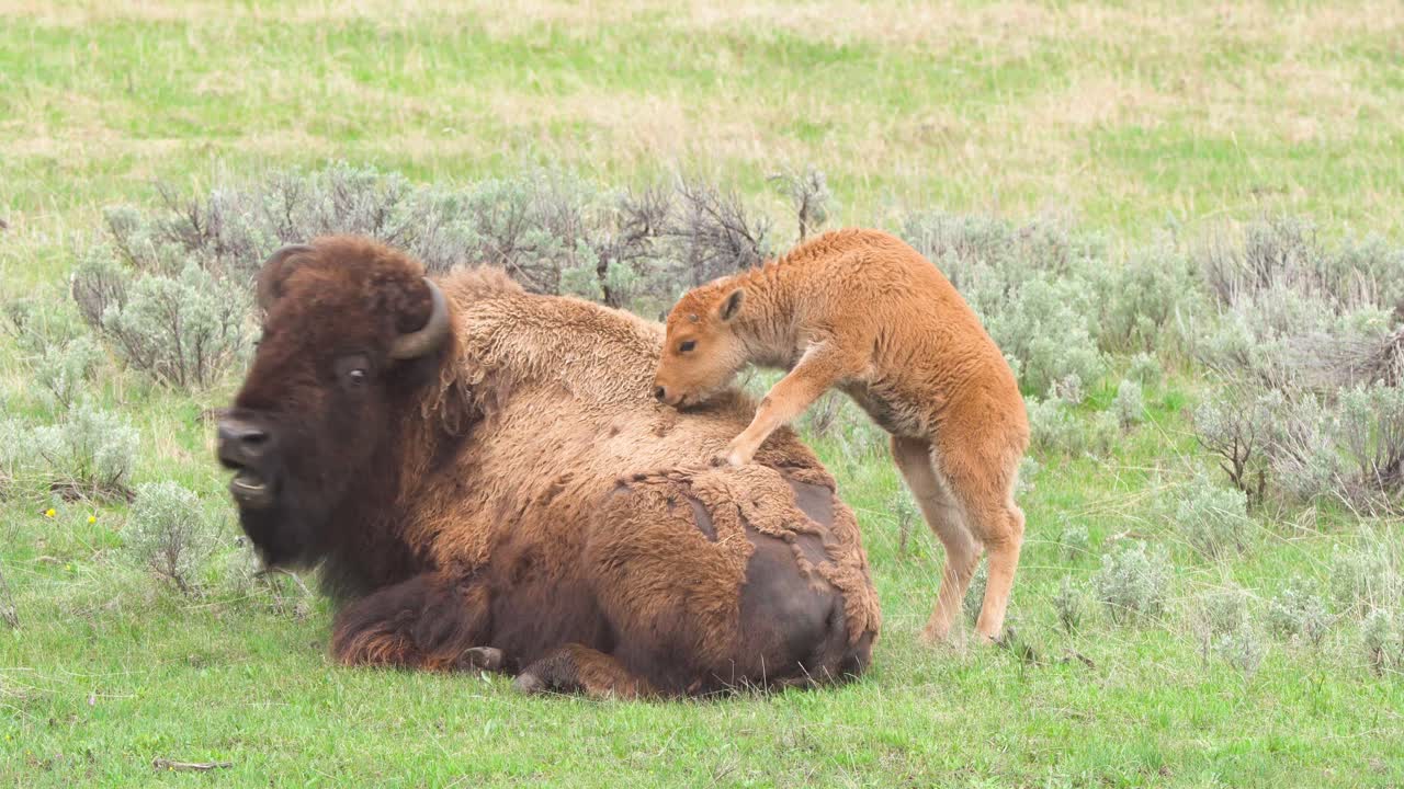wyoming'deki yellowstone ulusal parkı'nda annesinin sırtına atlayan bizon yavrusu