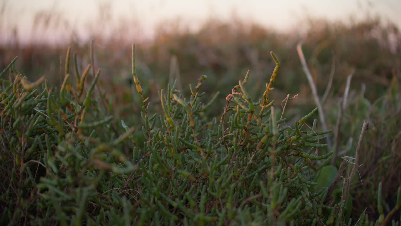 Detail of growing salicornia early morning golden hour salty succulent Gironde France